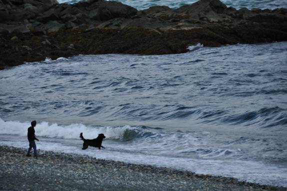 Cão enfrenta as águas geladas de praia no fiorde de Haines, no sudeste do Alaska